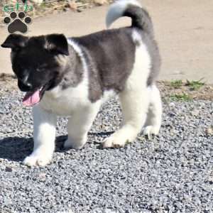 Akita Puppies for Sale | Greenfield Puppies